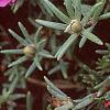 Portulaca grandiflora 'Sundial Fuchsia', flowers