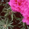 Portulaca grandiflora 'Sundial Fuchsia', flowers