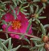 Portulaca grandiflora 'Sundial Fuchsia', flowers