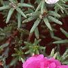 Portulaca grandiflora 'Sundial Fuchsia', flowers