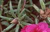Portulaca grandiflora 'Sundial Fuchsia', flowers