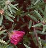 Portulaca grandiflora 'Sundial Fuchsia', flowers