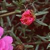 Portulaca grandiflora 'Sundial Fuchsia', flowers