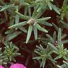 Portulaca grandiflora 'Sundial Fuchsia', flowers