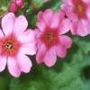 Primula japonica, flowers