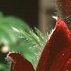 Anemone pulsatilla 'Rubra', flowers
