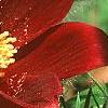 Anemone pulsatilla 'Rubra', flowers