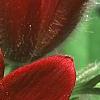Anemone pulsatilla 'Rubra', flowers