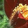 Anemone pulsatilla 'Rubra', flowers