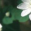 Anemonella thalictroides, flowers