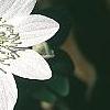Anemonella thalictroides, flowers