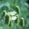 Anemone virginiana, habit