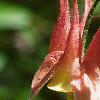 Aquilegia canadensis, flowers