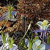 Aquilegia caerulea
