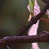 Clematis armandii 'Apple Blossom', flowers