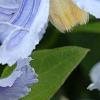 Clematis integrifolia 'Olgae', flowers