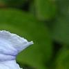 Clematis integrifolia 'Olgae', flowers