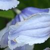 Clematis integrifolia 'Olgae', flowers