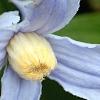 Clematis integrifolia 'Olgae', flowers