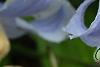 Clematis integrifolia 'Olgae', flowers