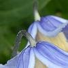Clematis integrifolia 'Olgae', flowers