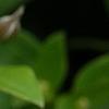 Clematis integrifolia 'Olgae', flowers