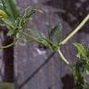 Clematis tangutica 'Radar Love', flowers
