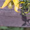 Clematis tangutica 'Radar Love', flowers