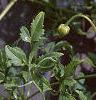 Clematis tangutica 'Radar Love', flowers