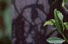 Clematis tangutica 'Radar Love', flowers