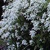 Clematis terniflora