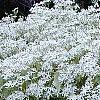 Clematis terniflora