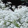 Clematis terniflora