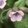 Pulmonaria saccharata, flowers