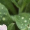 Pulmonaria saccharata, flowers