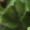 Pulmonaria saccharata, flowers