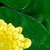 Ranunculus ficaria 'Greencourt Gold', flowers