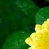 Ranunculus ficaria 'Greencourt Gold', flowers