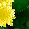 Ranunculus ficaria 'Greencourt Gold', flowers