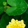 Ranunculus ficaria 'Greencourt Gold', flowers