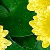 Ranunculus ficaria 'Greencourt Gold', flowers