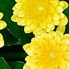 Ranunculus ficaria 'Greencourt Gold', flowers