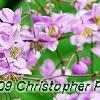 Thalictrum rochebrunianum, flowers