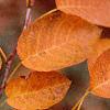 Amelanchier x grandiflora