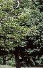 Amelanchier x grandiflora 'Princess Diana', habit