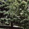 Amelanchier x grandiflora 'Princess Diana', habit