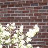 Amelanchier laevis, habit