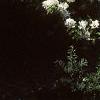 Amelanchier laevis, habit