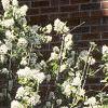 Amelanchier laevis, habit