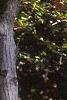 Amelanchier laevis, bark